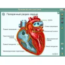 Интерактивные плакаты. Биология человека Новый диск