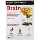 Развивающий игровой набор "Анатомия человека. Мозг" Learning Resources LER3335 (31 элемент)