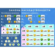 Магнитный плакат "Законы наследственности"