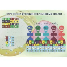 Магнитный плакат "Строение и функции нуклеиновых кислот"