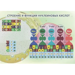 Магнитный плакат "Строение и функции нуклеиновых кислот"