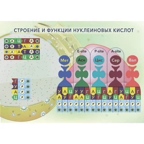 Магнитный плакат "Строение и функции нуклеиновых кислот"