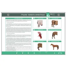 Интерактивный светодинамический стенд «Грыжи живота животных» Zarnitza