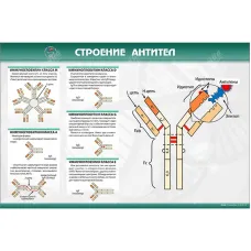 Стенд "Строение антител" Zarnitza