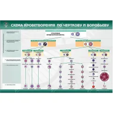Стенд "Схема кроветворения по Черткову и Воробьеву" Zarnitza