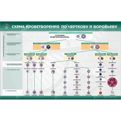 Стенд "Схема кроветворения по Черткову и Воробьеву" Zarnitza