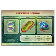 Электрифицированный стенд "Строение клетки" Zarnitza