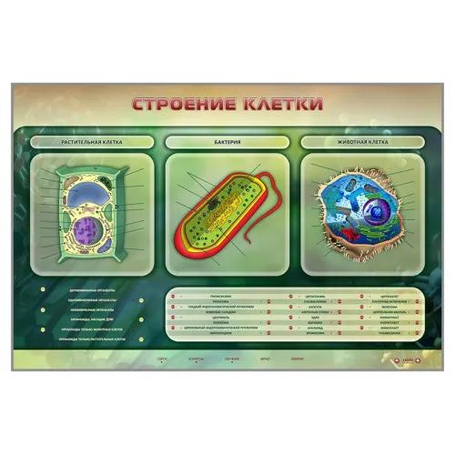 Электрифицированный стенд "Строение клетки" Zarnitza