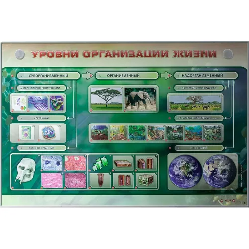 Электрифицированный стенд "Уровни организации жизни" Zarnitza