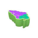 Мягкий игровой модуль IKC Grapes
