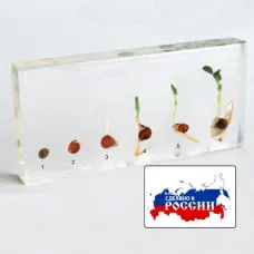 Модель в прозрачном пластике "Прорастание гороха"