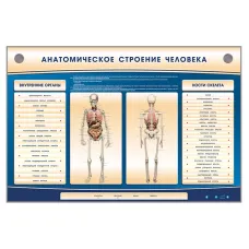 Электрифицированный стенд-тренажер c макетом скелета Zarnitza "Анатомическое строение человека"