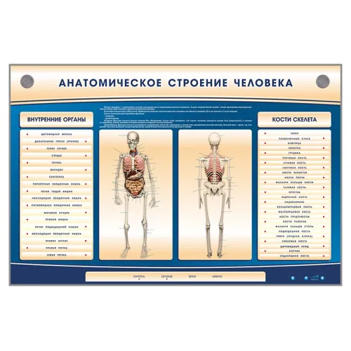 Электрифицированный стенд-тренажер c макетом скелета Zarnitza "Анатомическое строение человека"