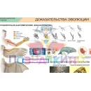 Учебно-образовательная коллекция "Знайка" «Биология. (Ботаника, Зоология, Человек, Экология, ЗОЖ, Красная книга, Животный мир России, Заповедники РО, Цветоводство, Эволюция, Растения)» (Электронная версия)