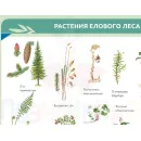 Учебно-образовательная коллекция "Знайка" «Биология. Растение - живой организм» (USB-накопитель. Коробочная версия)