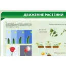 Учебно-образовательная коллекция "Знайка" «Биология. Растение - живой организм» (USB-накопитель. Коробочная версия)