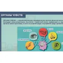Учебно-образовательная коллекция "Знайка" «Окружающий мир 3 класс часть 1. Человек и природа» (USB-накопитель. Коробочная версия)