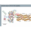 Учебно-образовательная коллекция "Знайка" «Химия. Белки и нуклеиновые кислоты» (USB-накопитель. Коробочная версия)