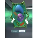 Программное обеспечение "Биология. Цитология VR 5-11 класс" Modum Lab